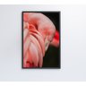 QUADRO FLAMINGO - 40x60 - Adesivo fotográfico - 5