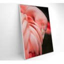 Ver mais imagens de Quadro Flamingo - 40x60 - Adesivo Fotográfico