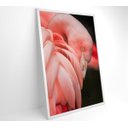 Ver imagem 4 de Quadro Flamingo - 40x60 - Adesivo Fotográfico