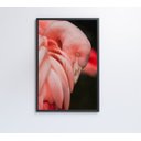 Ver imagem 5 de Quadro Flamingo - 40x60 - Adesivo Fotográfico