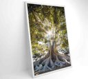 Ver imagem 6 de Quadro Árvore - 60x90 - Vidro Impresso