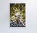 Ver imagem 5 de Quadro Árvore - 60x90 - Vidro Impresso