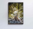Ver imagem 7 de Quadro Árvore - 60x90 - Vidro Impresso