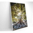 Ver imagem 2 de Quadro Árvore - 80x120 - Vidro Impresso