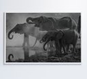 Ver imagem 1 de Quadro Elefantes - 120x80 - Vidro Impresso