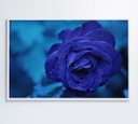 Ver imagem 1 de Quadro Rosa Lilas - 120x80 - Vidro Impresso
