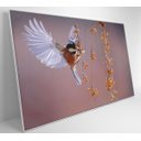 Ver imagem 3 de Quadro Beija Flor - 120x80 - Adesivo Fotográfico