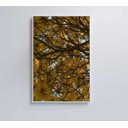 Ver imagem 1 de Quadro Flores Ipê Amarelo - 60x90 - Tecido Canvas