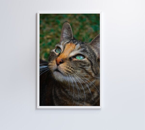 QUADRO GATO - 60x90 - Adesivo fotográfico - 2