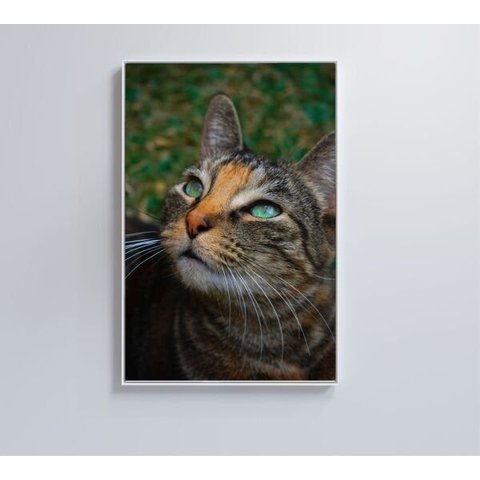 Quadro Gato - 60x90 - Tecido Canvas