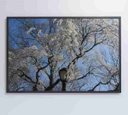 Ver imagem 7 de Quadro Árvore Cerejeira - 90x60 - Adesivo Fotográfico