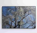 Ver mais imagens de Quadro Árvore Cerejeira - 90x60 - Adesivo Fotográfico