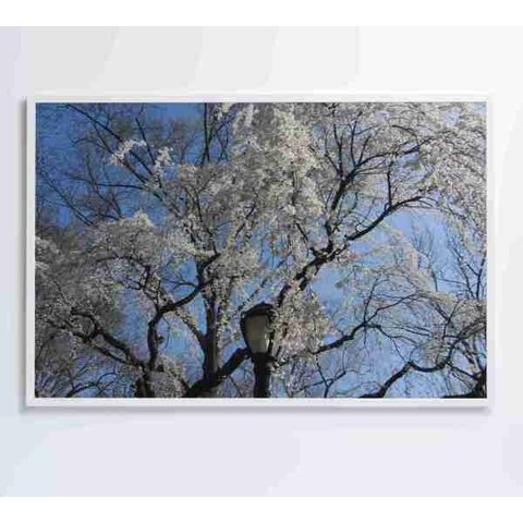 Quadro Árvore Cerejeira - 90x60 - Adesivo Fotográfico