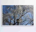 Ver imagem 1 de Quadro Árvore Cerejeira - 90x60 - Adesivo Fotográfico