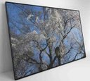 Ver imagem 6 de Quadro Árvore Cerejeira - 90x60 - Vidro Impresso