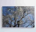 Ver imagem 4 de Quadro Árvore Cerejeira - 90x60 - Vidro Impresso