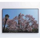 Ver mais imagens de Quadro Árvore Cerejeira 2 - 90x60 - Tecido Canvas
