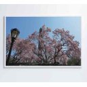 Ver imagem 4 de Quadro Árvore Cerejeira 2 - 90x60 - Tecido Canvas