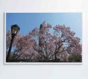 Ver imagem 4 de Quadro Árvore Cerejeira 2 - 90x60 - Tecido Canvas