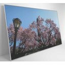 Ver imagem 3 de Quadro Árvore Cerejeira 2 - 90x60 - Tecido Canvas