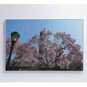 Ver imagem 1 de Quadro Árvore Cerejeira 2 - 90x60 - Tecido Canvas