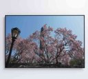 Ver mais imagens de Quadro Árvore Cerejeira 2 - 90x60 - Vidro Impresso