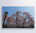 Ver imagem 1 de Quadro Árvore Cerejeira 2 - 90x60 - Vidro Impresso