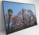 Ver imagem 6 de Quadro Árvore Cerejeira 2 - 90x60 - Vidro Impresso