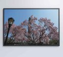 Ver imagem 7 de Quadro Árvore Cerejeira 2 - 90x60 - Vidro Impresso