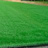 Grama Sintética Royal Grass 32mm - 2x0,50m - Bicolor - 4