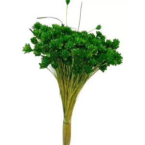 Buque Flor Espeta Nariz Verde Desidratado Arranjos Decor