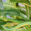 Ver imagem 4 de Árvore Bambu Artificial 170x40x30cm Planta Permanente