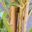 Ver imagem 5 de Árvore Bambu Artificial 170x40x30cm Planta Permanente