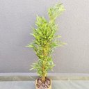 Ver imagem 6 de Árvore Bambu Artificial 170x40x30cm Planta Permanente