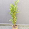 Árvore Bambu Artificial 170x40x30cm Planta Permanente - 2