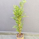 Ver imagem 2 de Árvore Bambu Artificial 170x40x30cm Planta Permanente