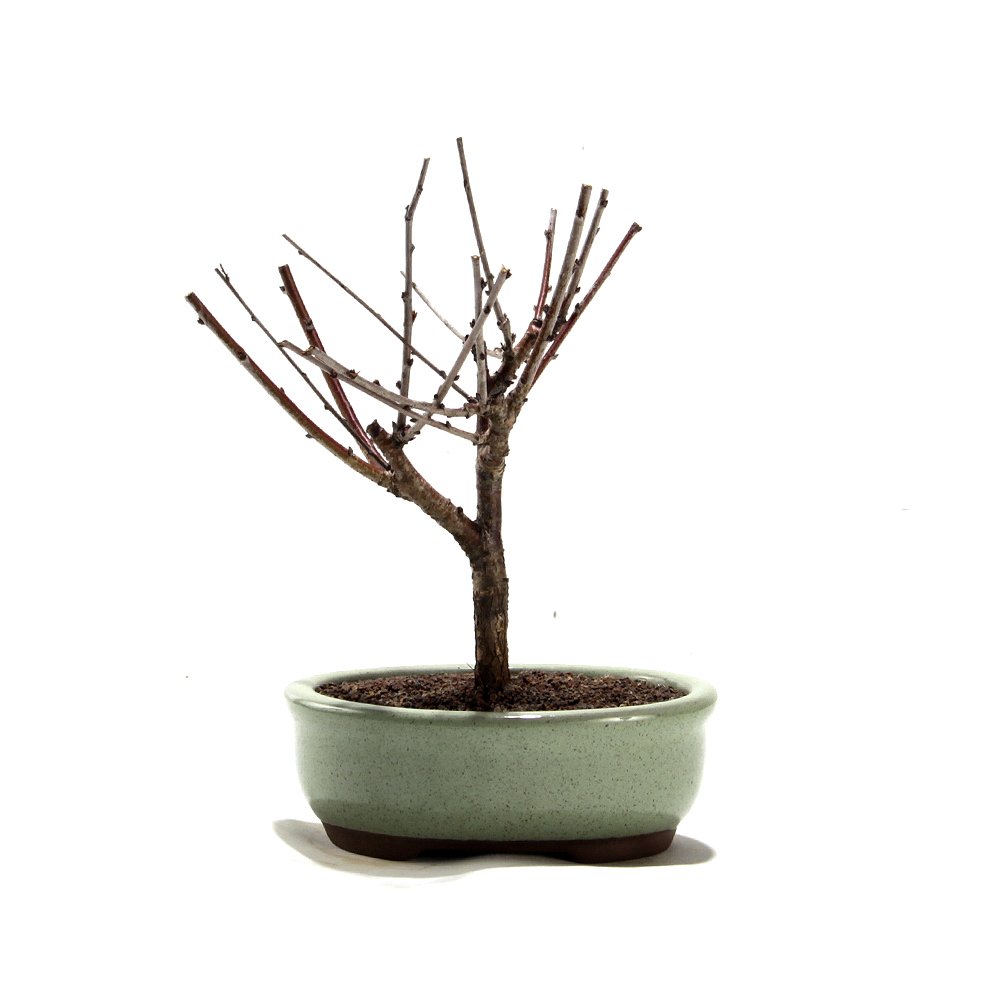 Bonsai Mini Sakurá 02 Anos - 2