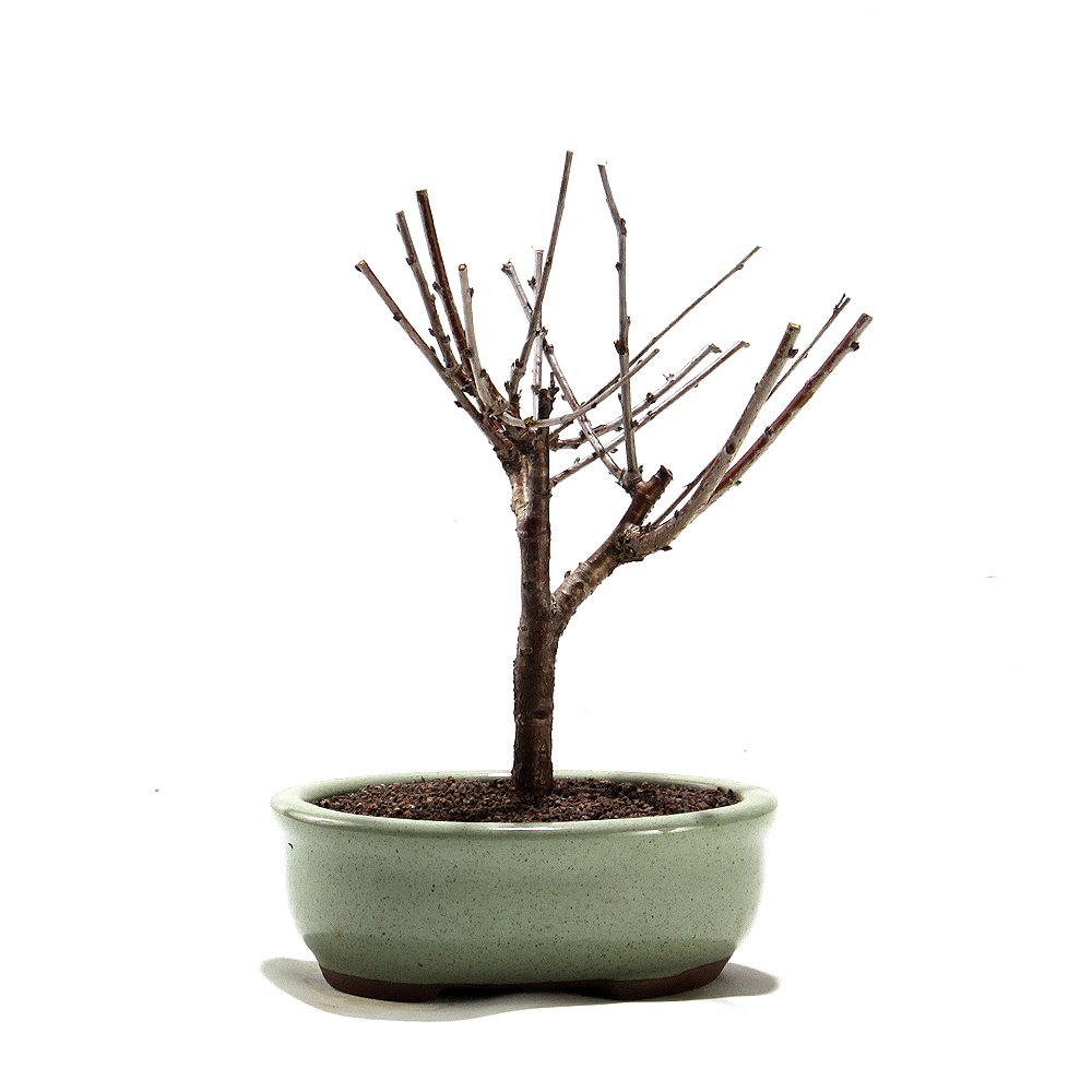 Bonsai Mini Sakurá 02 Anos