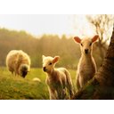 Ver imagem 2 de Papel De Parede Animais Cordeiros Pasto 3D Anm280