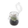 Vaso Decorativo de Vidro com Tampa Aloe Cactus 13,97cmx13,08cm Urban - 3