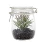 Vaso Decorativo de Vidro com Tampa Aloe Cactus 13,97cmx13,08cm Urban - 1