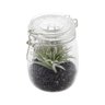 Vaso Decorativo de Vidro com Tampa Aloe Cactus 13,97cmx13,08cm Urban - 2