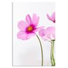 Tela Decorativa Flor Cosmos Rosa Grande - 1