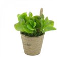 Ver imagem 3 de Mini Vaso Decorativo de Papel e Plantinha de Plástico Bean Leaves 13cmx12cm Urban