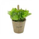 Ver imagem 1 de Mini Vaso Decorativo de Papel e Plantinha de Plástico Bean Leaves 13cmx12cm Urban