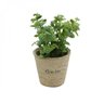 Mini Vaso Decorativo de Papel e Plantinha Jade Sucullent 13cmx12cm Urban - 1