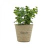 Mini Vaso Decorativo de Papel e Plantinha Jade Sucullent 13cmx12cm Urban - 2