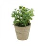 Mini Vaso Decorativo de Papel e Plantinha Jade Sucullent 13cmx12cm Urban - 3