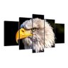 Quadro Decorativo Aguia Rapina 5p Animais01:Colorido/Colorido - 1