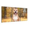 Quadro Decorativo Pitbull Cães Pets Mosaico 3p Animais26:N/A/Colorido - 1